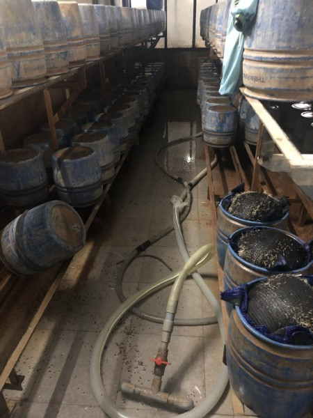 Hãi hùng 3 xưởng sản xuất giá đỗ ủ hóa chất độc hại - Hình 4 Hai hung 3 xuong san xuat gia do u hoa chat doc hai-Hinh-4