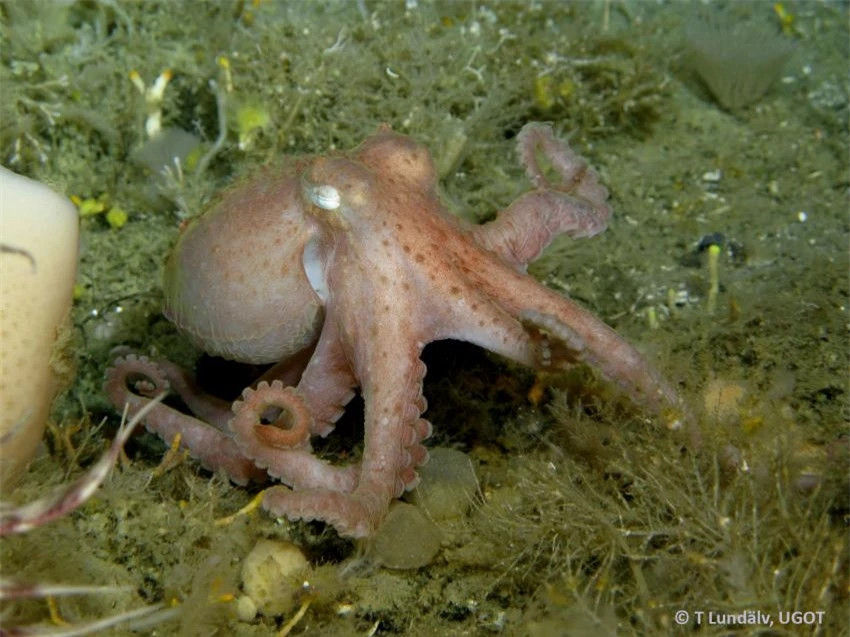 Choáng váng với loài sinh vật sống ở vùng nước lạnh nhất thế giới ảnh 1 Choáng váng với loài sinh vật sống ở vùng nước lạnh nhất thế giới ảnh 1