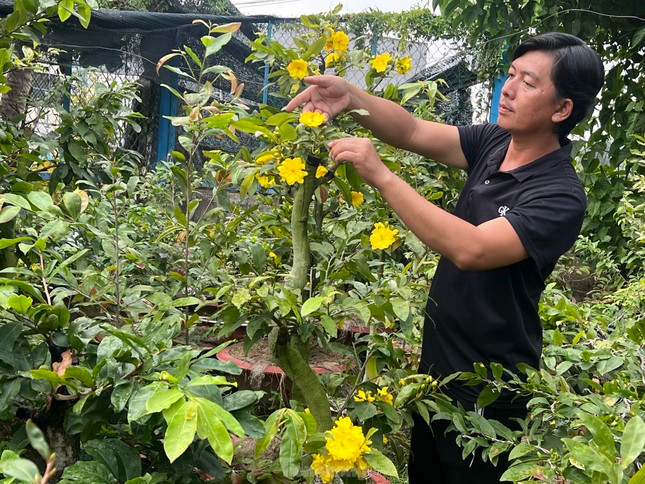 Cay bo de ma vang 1 trieu USD va cac san pham Tet gia cao-Hinh-2