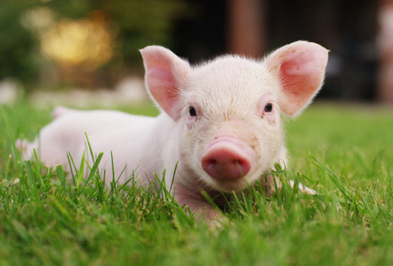 Những tiến bộ và thành công này không chỉ là sự khẳng định cho những nỗ lực trong quá khứ của con giáp tuổi Hợi mà còn là sự ghi nhận to lớn về tiềm năng trong tương lai của họ.