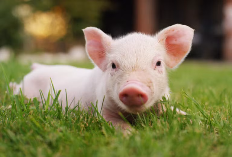 Những tiến bộ và thành công này không chỉ là sự khẳng định cho những nỗ lực trong quá khứ của con giáp tuổi Hợi mà còn là sự ghi nhận to lớn về tiềm năng trong tương lai của họ.