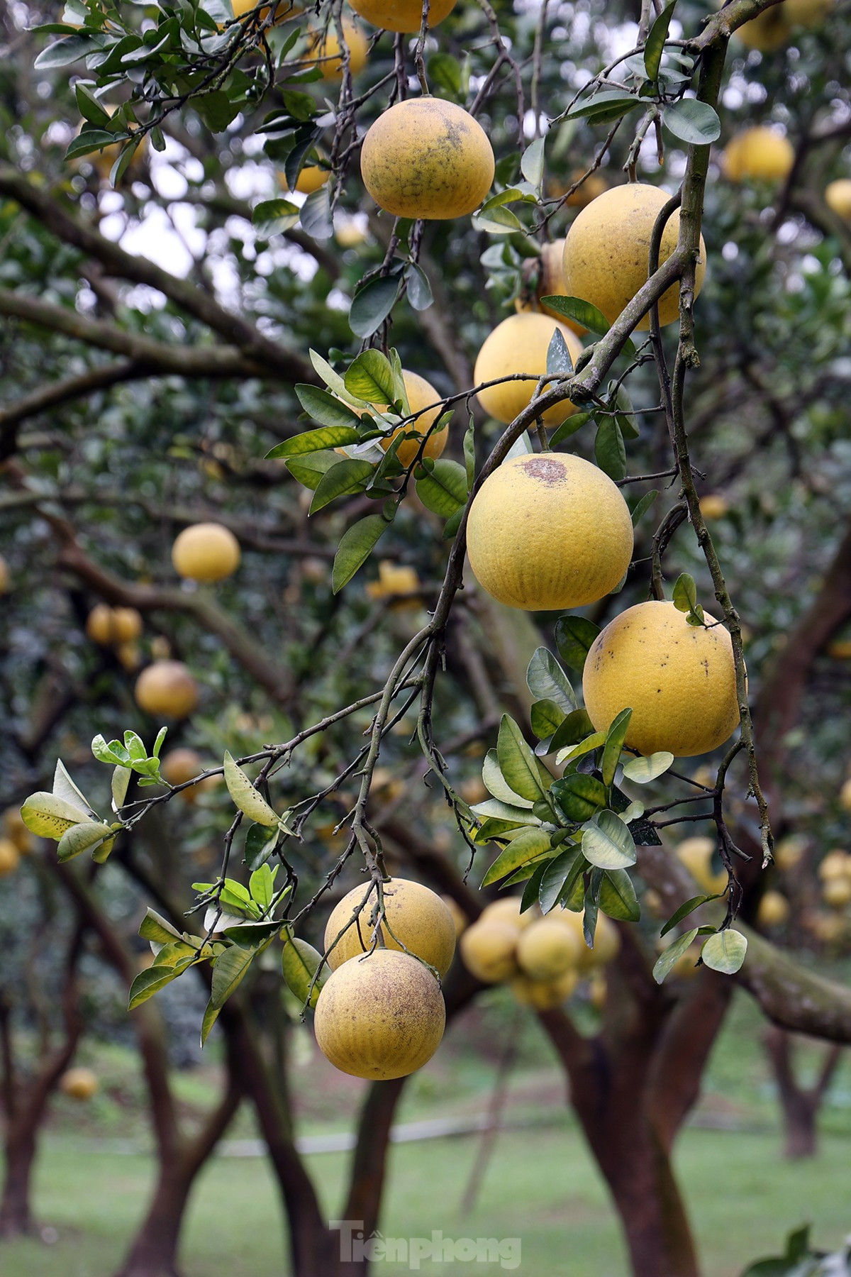 Tat bat thu hoach giong buoi dac san Thu do phuc vu Tet Nguyen dan-Hinh-4