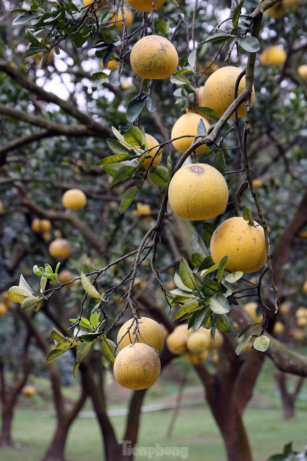 Tat bat thu hoach giong buoi dac san Thu do phuc vu Tet Nguyen dan-Hinh-4