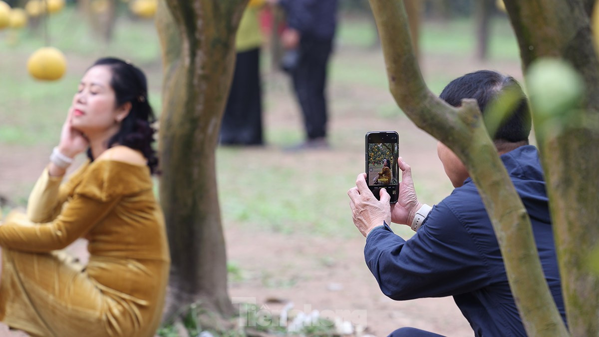 Tat bat thu hoach giong buoi dac san Thu do phuc vu Tet Nguyen dan-Hinh-9