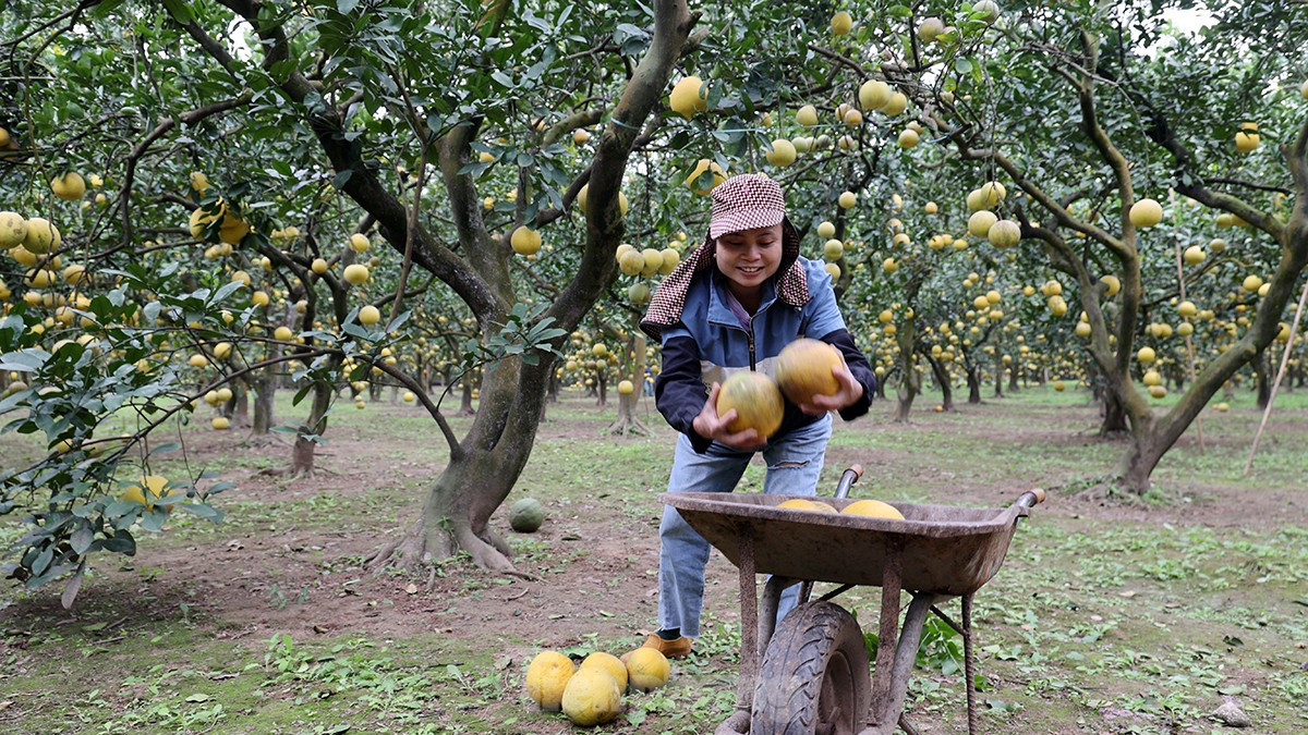 Tat bat thu hoach giong buoi dac san Thu do phuc vu Tet Nguyen dan-Hinh-7