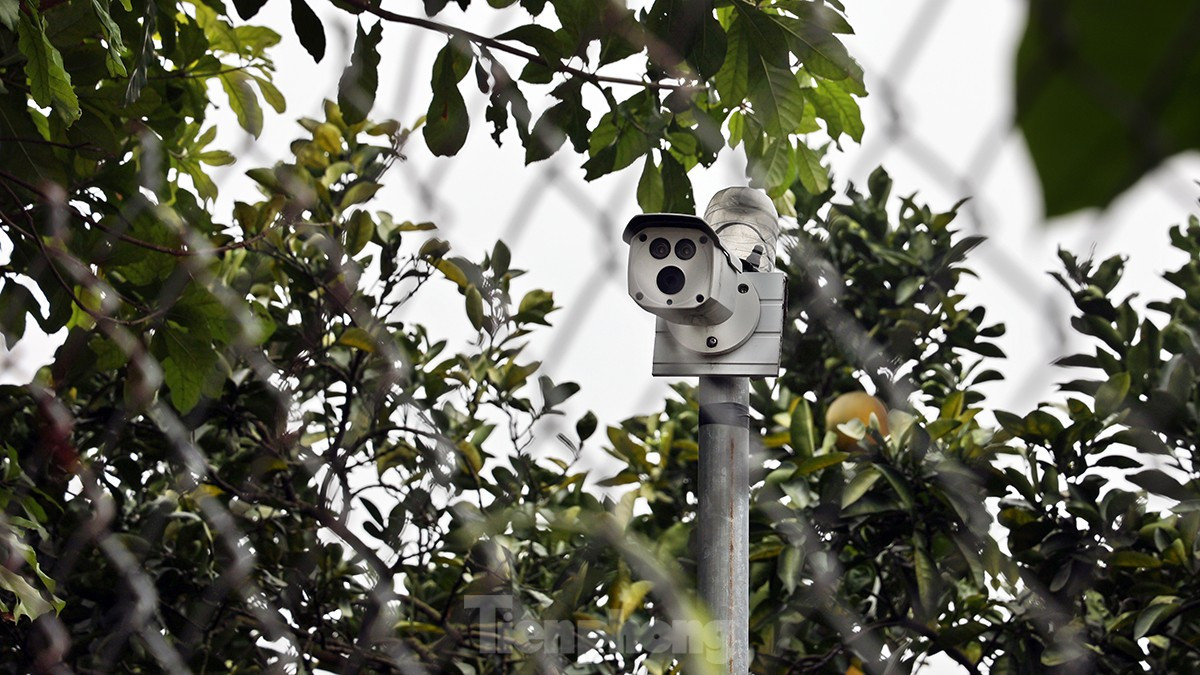 Tat bat thu hoach giong buoi dac san Thu do phuc vu Tet Nguyen dan-Hinh-13