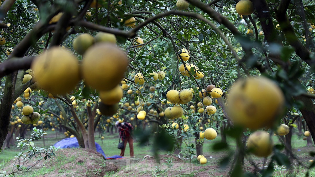 Tat bat thu hoach giong buoi dac san Thu do phuc vu Tet Nguyen dan-Hinh-3