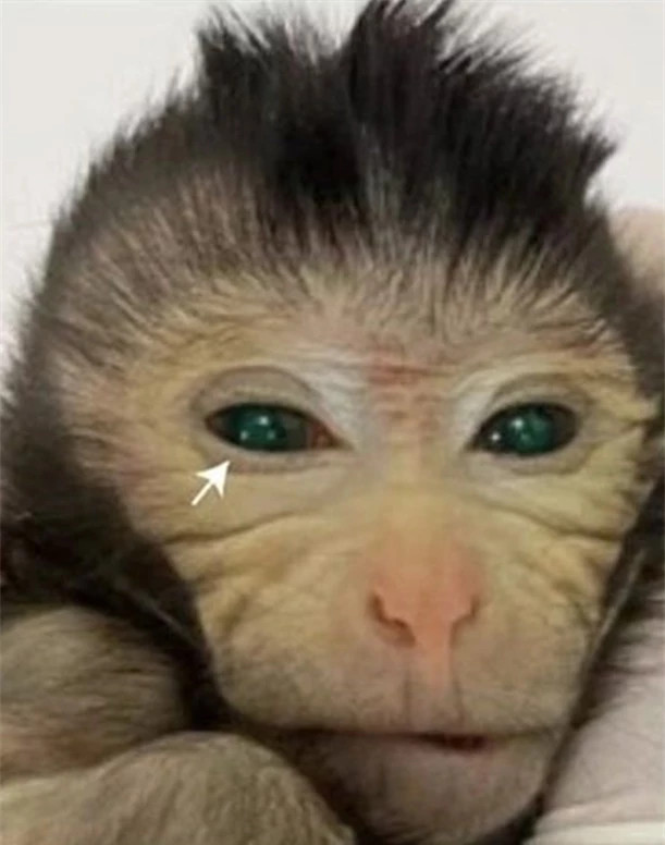 Lo dien con khi la mat xanh nhu ngoc, ngon tay phat sang-Hinh-2