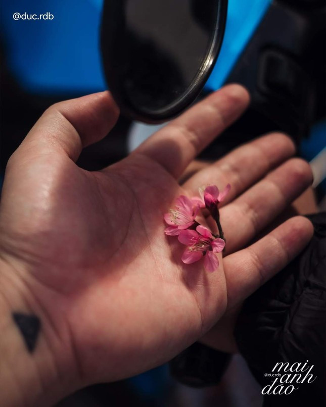 Mai anh dao no ro khap Da Lat bao hieu Xuan ve-Hinh-2