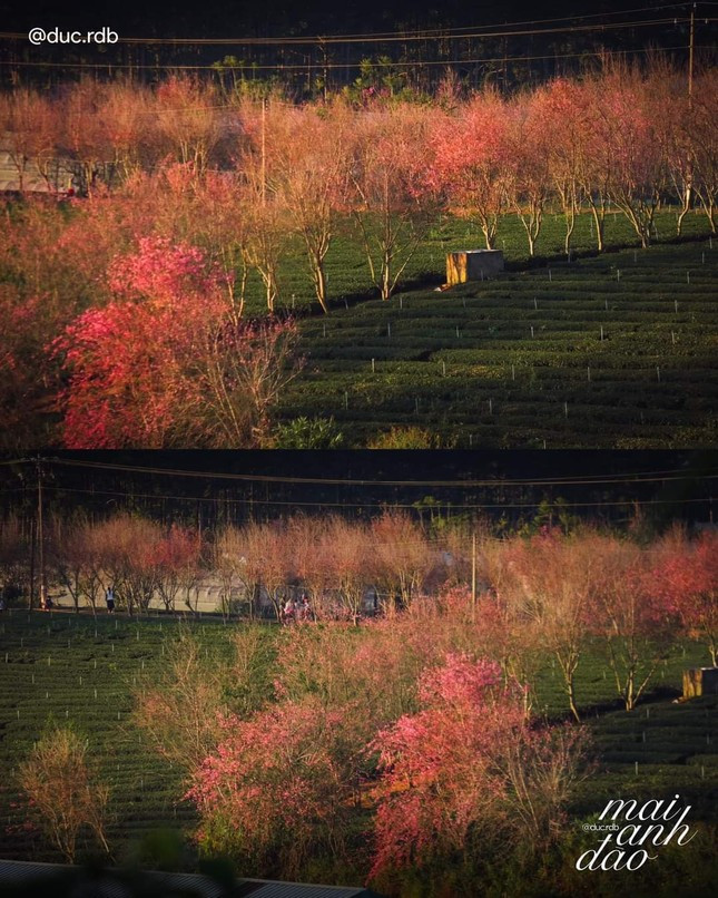 Mai anh dao no ro khap Da Lat bao hieu Xuan ve-Hinh-3