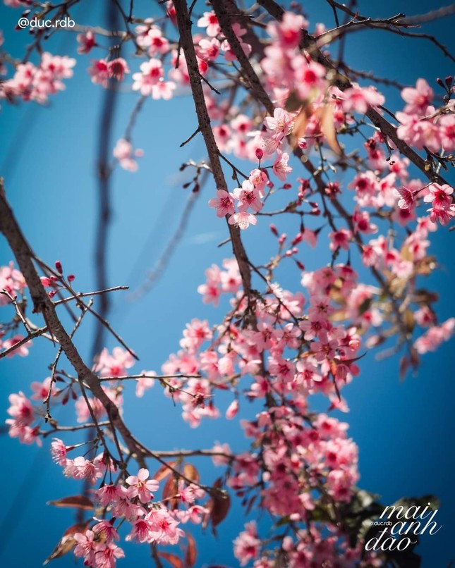 Mai anh dao no ro khap Da Lat bao hieu Xuan ve