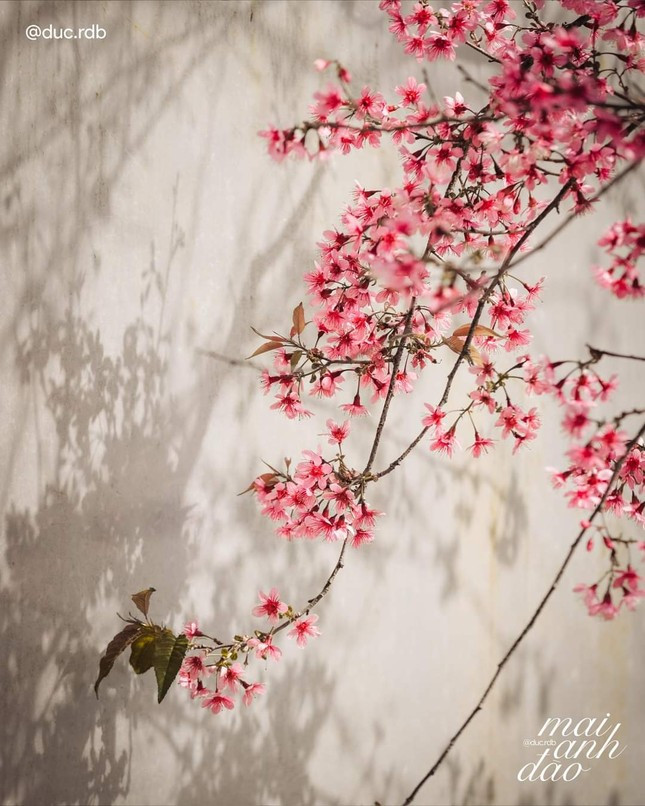 Mai anh dao no ro khap Da Lat bao hieu Xuan ve-Hinh-4