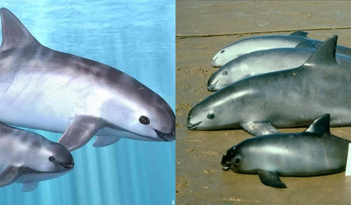 Loài cá biển sắp tuyệt chủng: Còn 10 con trong tự nhiên Loai ca bien sap tuyet chung: Con 10 con trong tu nhien