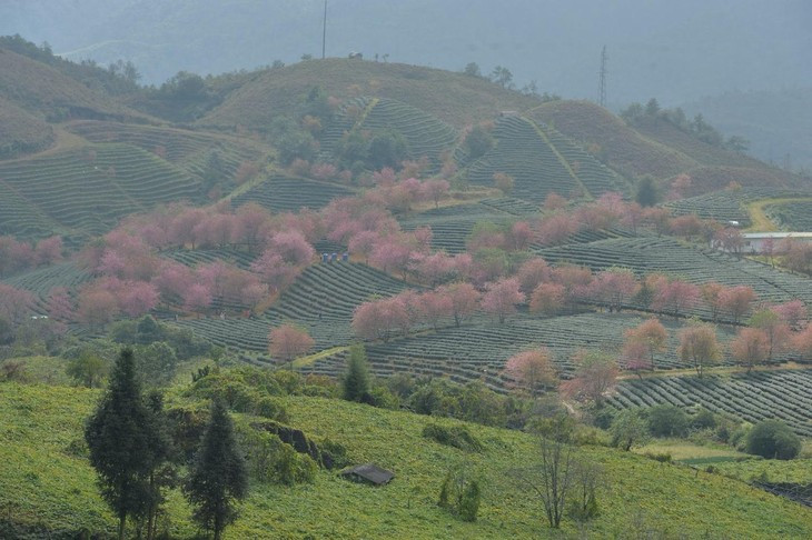 Mai anh dao nhuom hong Sa Pa-Hinh-2