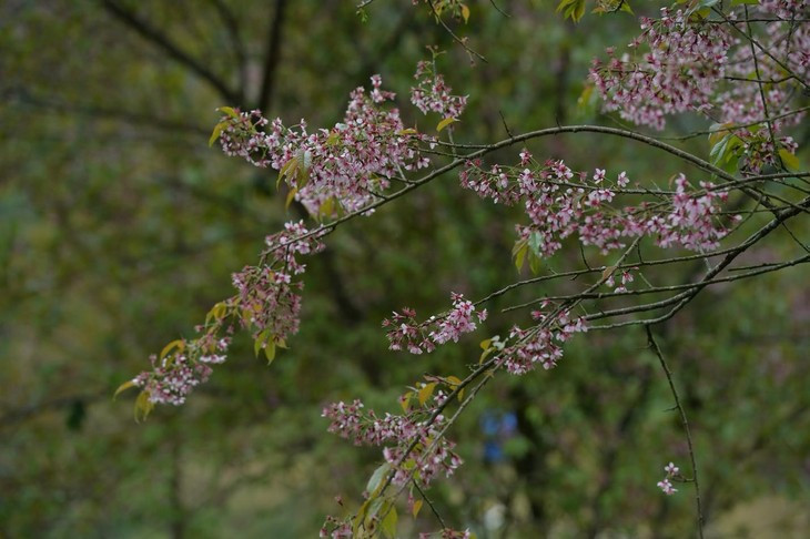 Mai anh dao nhuom hong Sa Pa
