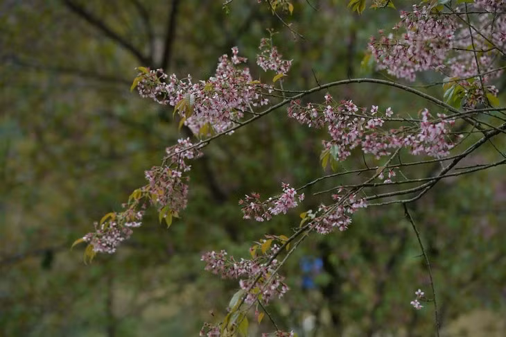 Mai anh dao nhuom hong Sa Pa