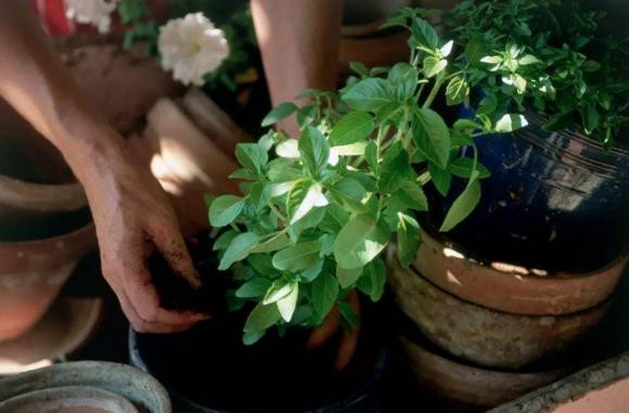 Tro tan huong sau khi dot la 'bau vat', co nhieu gia tri