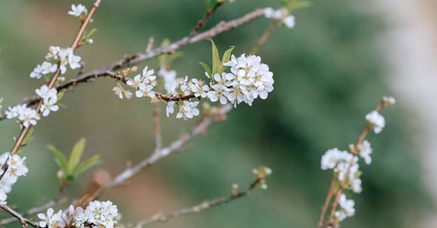 “San” hoa man dau mua o Moc Chau-Hinh-2