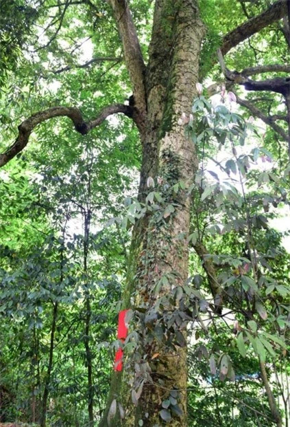 Cay trinh nam tung duoc dung de xay dung Tu Cam Thanh-Hinh-3