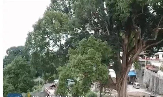 Cay trinh nam tung duoc dung de xay dung Tu Cam Thanh-Hinh-2