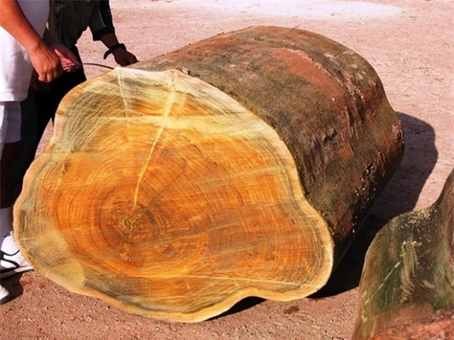 Cay trinh nam tung duoc dung de xay dung Tu Cam Thanh-Hinh-4