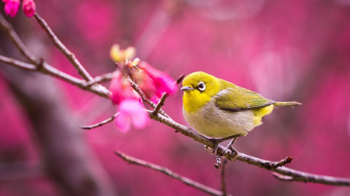 5 con giap van may dao dat, Than Tai ghe tham-Hinh-3