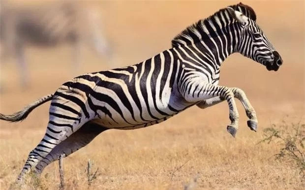 Ngựa vằn cũng là ngựa, tại sao không ai cưỡi? ảnh 1 Ngựa vằn cũng là ngựa, tại sao không ai cưỡi? ảnh 1