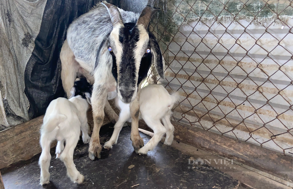 Anh nong dan Da Nang nuoi “thap cam” lai hang tram trieu/nam?-Hinh-4