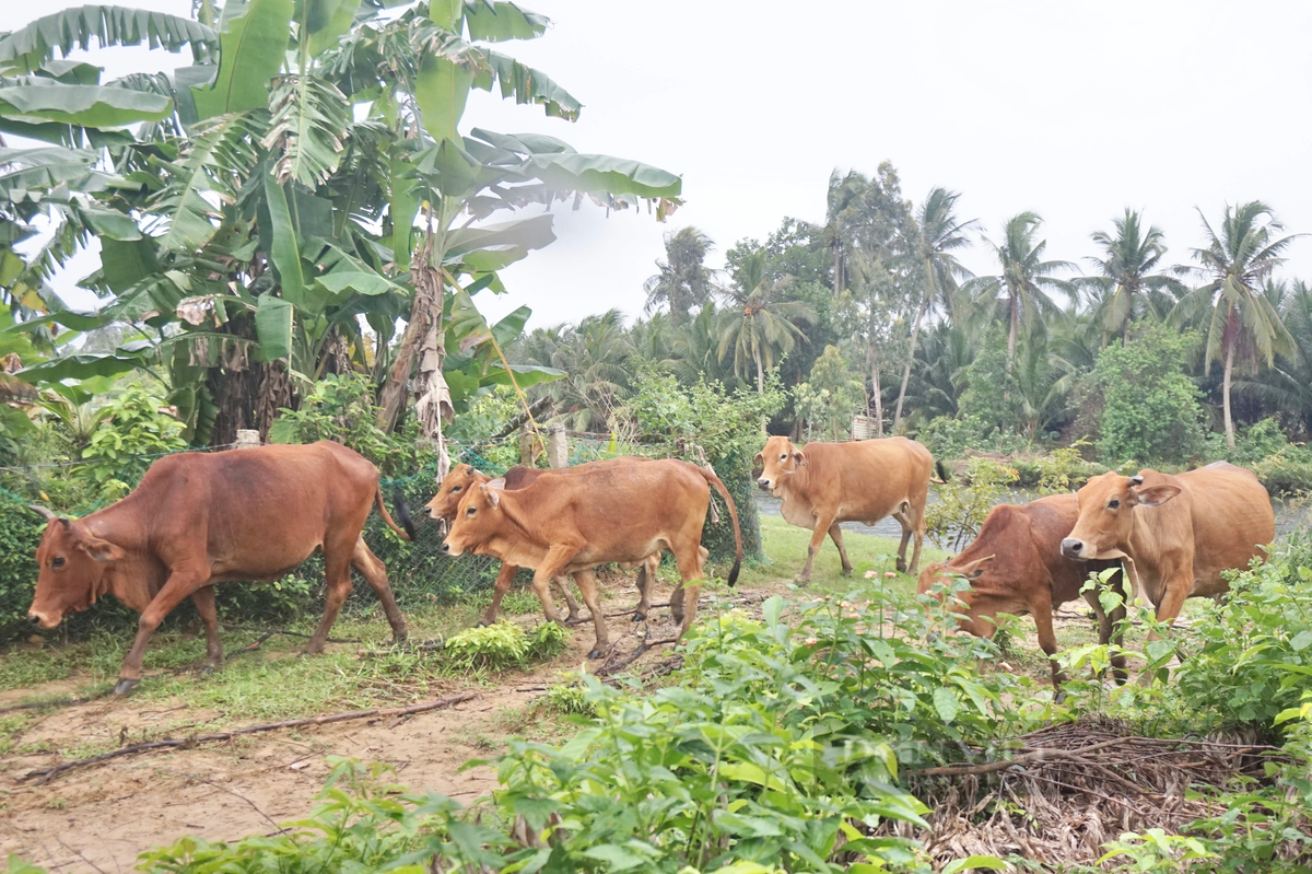 Anh nong dan Da Nang nuoi “thap cam” lai hang tram trieu/nam?-Hinh-3
