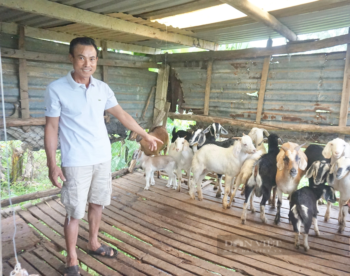 Anh nong dan Da Nang nuoi “thap cam” lai hang tram trieu/nam?