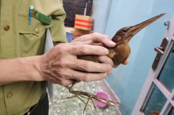 Thoi diem cuoi nam, co chim bay vao nha la hung hay cat?-Hinh-3