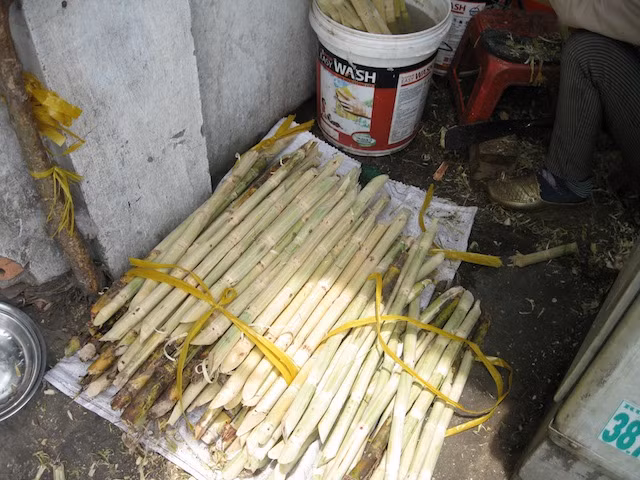 "Tôi rất mong chờ một ngày được tái ngộ với nước mía của mình!". Ảnh: Kayoko Akabori.