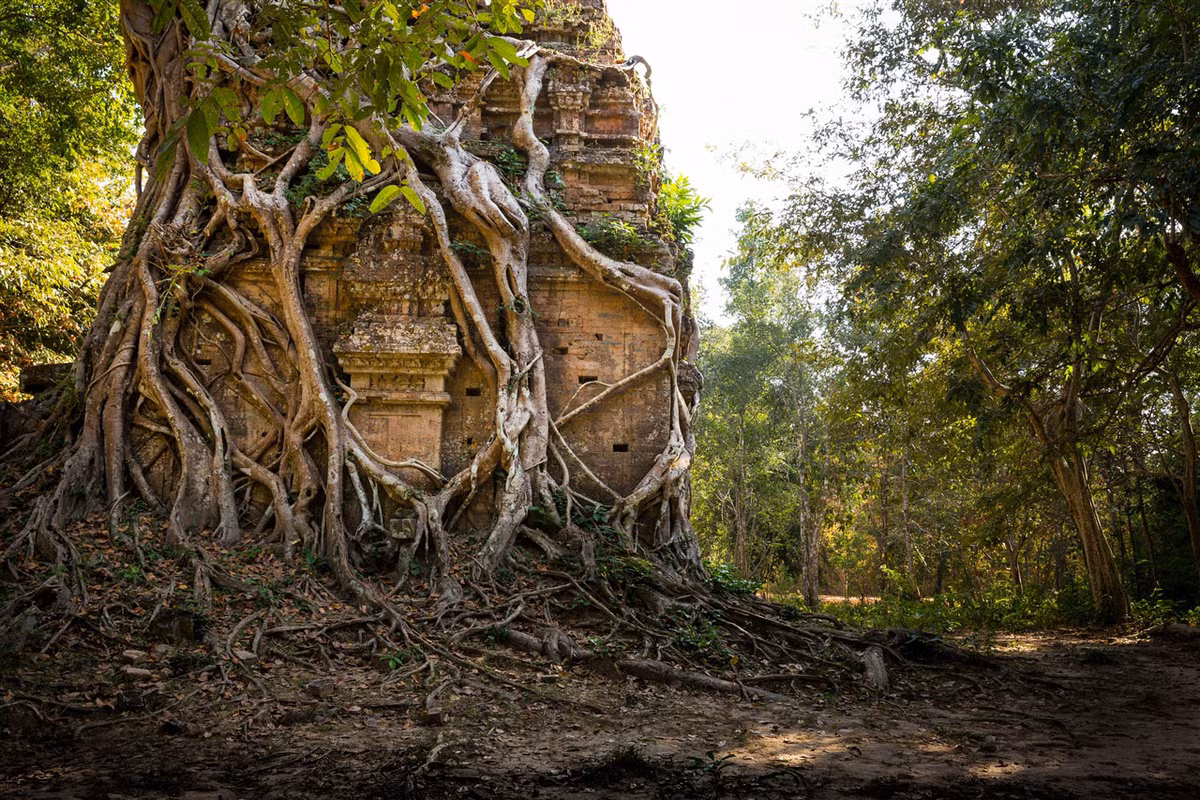Sau nhiều thế kỷ bị lãng quên, quần thể đền đài đồ sộ này đã bị rừng rậm nuốt chửng. Nhiều công trình đã đổ nát và bị cây cổ thụ quấn quanh. Ảnh: Kevin Standage.