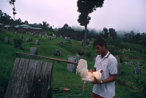 Tại trang trại gà chọi BPZ trứ danh ở vùng núi Zamboanga, 1996. Ảnh: Hiroji Kubota/ Magnum Photos.