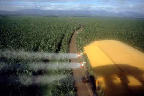 Máy bay phun thuốc trừ sâu trên đồn điền chuối ở Mindanao. Đây là một trong những nguồn nhập khẩu chuối quan trọng nhất của nước Mỹ. Ảnh: Hiroji Kubota/ Magnum Photos.