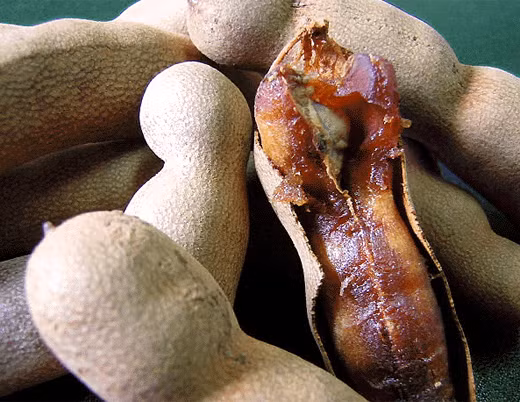 Qủa me là bài thuốc trị nôn ói chán ăn hiệu nghiệm cho bà bầu.