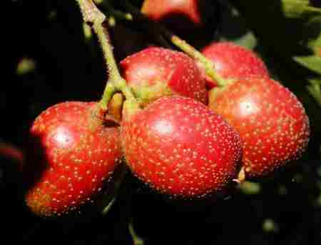 Nhưng sơn tra lại gây hưng phấn nhất định đối với tử cung, có thể khiến tử cung thu hẹp, nếu thai phụ ăn nhiều sơn tra hoặc sản phẩm chế từ sơn tra, có thể tạo thành lưu sản. Vì vậy, đối với những phụ nữ có tiền sử lưu sản thì cấm ăn sơn tra.