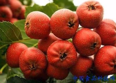 Sơn tra là loại quả có vị chua ngọt, có tác dụng khai vị, kích thích tiêu hoá, thai phụ rất thích.