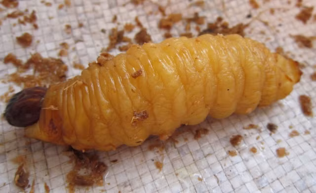 Bạn liệu có đủ dũng cảm ăn những con đuông ngoe nguẩy căng tròn?