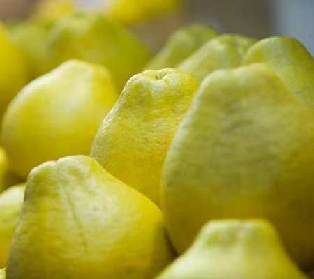 Nhiều bà bầu cảm thấy khỏe khoắn khi ăn vài múi bưởi lúc buồn nôn.