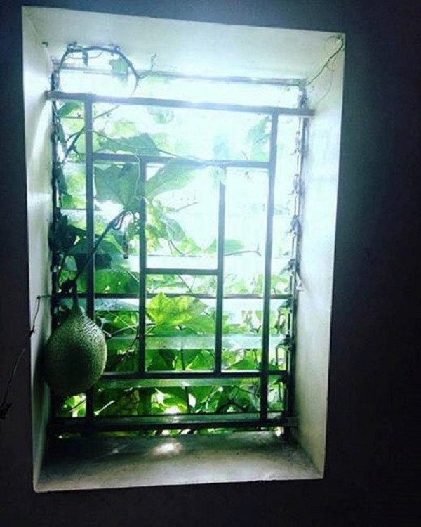 Dan mang “day song” vi buc anh ba qua xoai cua anh thanh nien-Hinh-5