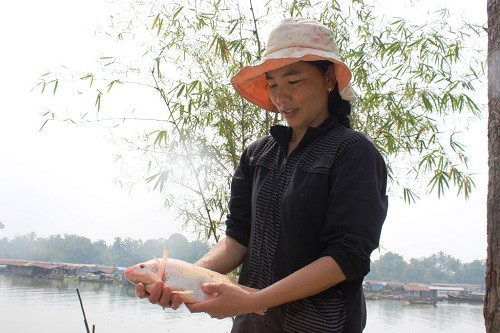 Mỗi năm chỉ trông chờ vào lồng cá, giờ cá chết không biết lấy gì để sinh sống.