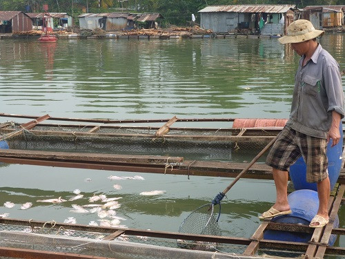 Người dân vớt cá chết trong bè nuôi cá lồng.