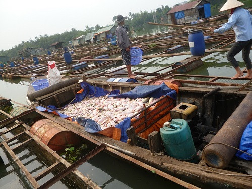 Cá chết nổi trắng sông khiến người dân nuôi cá rất lo lắng.