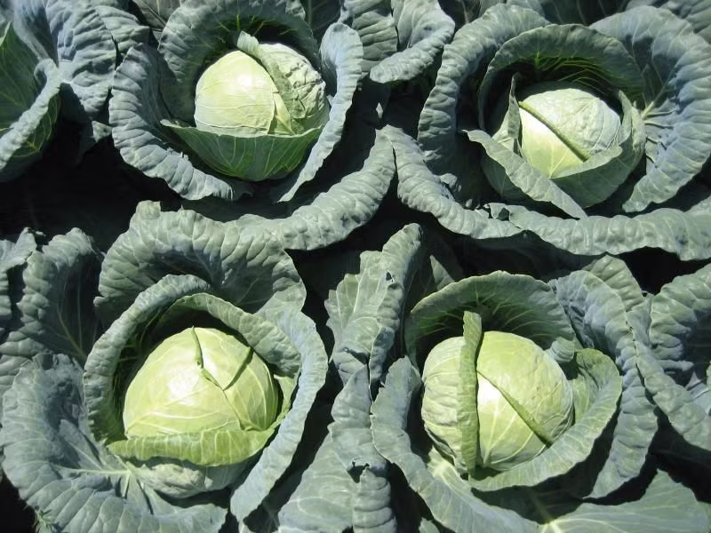 Bắp cải. Bắp cải chứa nhiều chất dinh dưỡng tốt cho cơ thể và cũng là loại thực phẩm rất hiệu quả trong việc giảm cân. Với bắp cải bạn có thể chế biến nhiều món ăn phù hợp với sở thích của mình như luộc, xào, salad.