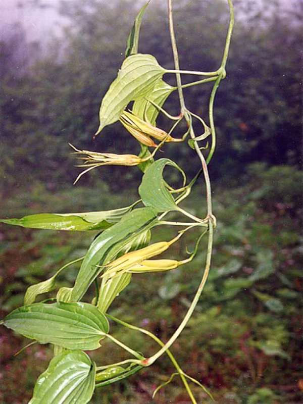 Bách bộ chữa giun đũa. Ngày uống 7-10g bách bộ khô (mua ở hàng thuốc Bắc) dưới dạng thuốc sắc. Uống vào sáng sớm lúc đói, uống 5 ngày liền.