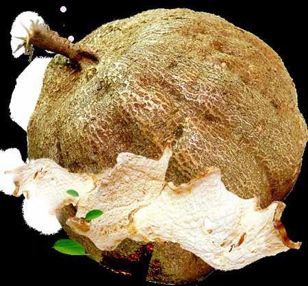 Sâm tố nữ. Khoảng 10 năm trở lại đây, các nhà khoa học Thái Lan và Nhật Bản đã phát hiện một loài thực vật mọc hoang ở vùng Tây Bắc của Thái Lan có tên gọi là sâm tố nữ có chứa hoạt chất phytoestrogen, có hoạt tính tương tự estrogen nhưng mạnh hơn gấp 100 lần Soy isoflavon trong mầm đậu tương có tác dụng tăng kích thước vòng 1.