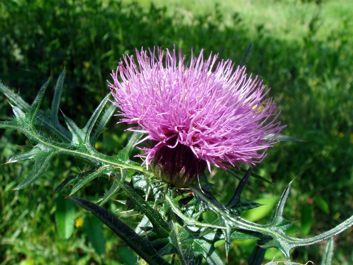 Cây kế dại. Đây là một loại thảo mộc hoang dại, lá có gai, hoa màu đỏ thắm, màu trắng hoặc vàng. Theo Viện Y tế Quốc gia Hoa Kỳ thì cây kế dại được sử dụng trong nhiều thế kỷ nhằm kích thích sản xuất sữa ở các tuyến núi đôi của phụ nữ.