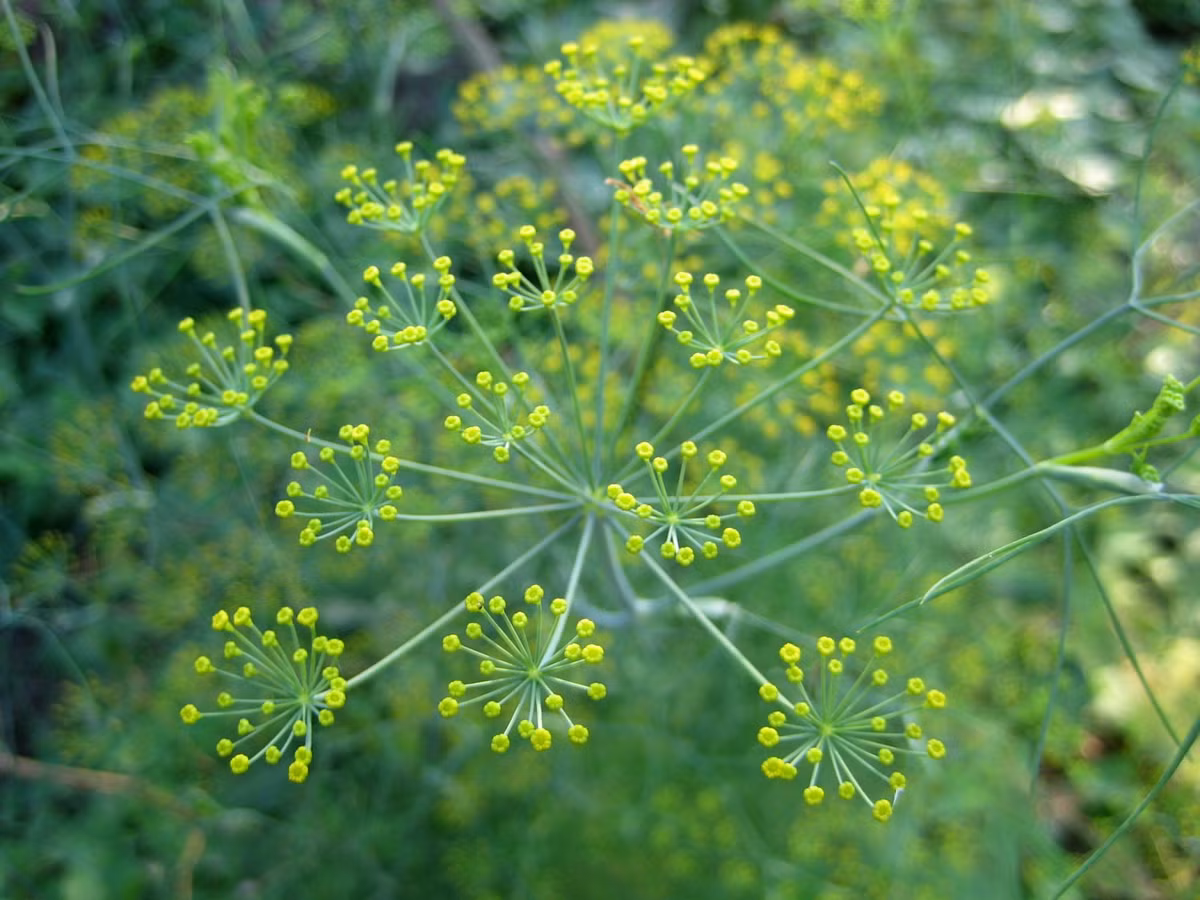 Thì là. Năm 1980, Tạp chí Ethnopharmacology cho rằng thì là làm tăng lượng estrogen trong cơ thể. Sau đó, các nhà khoa học đã phân tích cây thì là có chứa nhiều estrogen nhưng nó khá an toàn và hiệu quả, nó được coi như một chất lợi sữa hoặc làm tăng kích cỡ núi đôi.