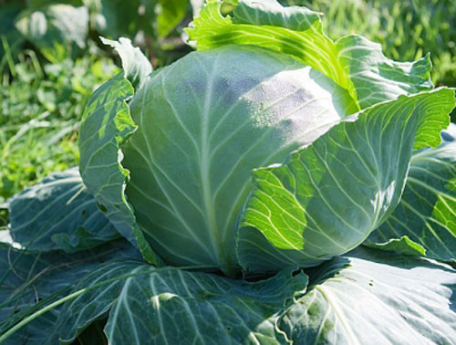 Bắp cải. Bắp cải chứa nhiều chất xơ, giúp khử độc, làm sạch hệ tiêu hóa một cách hiệu quả. Bắp cải giàu vitamin E, K và axit folic, hỗ trợ quá trình thanh lọc cơ thể.